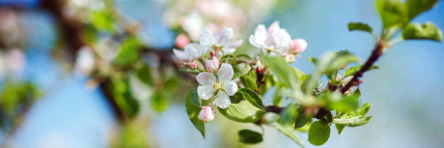 EU Taxonomy classification - insert photo of an apple tree