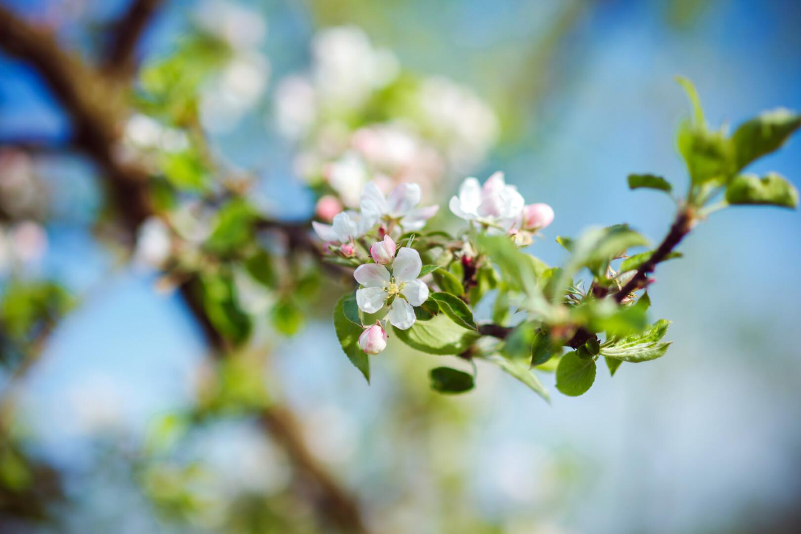 EU Taxonomy classification - insert photo of an apple tree