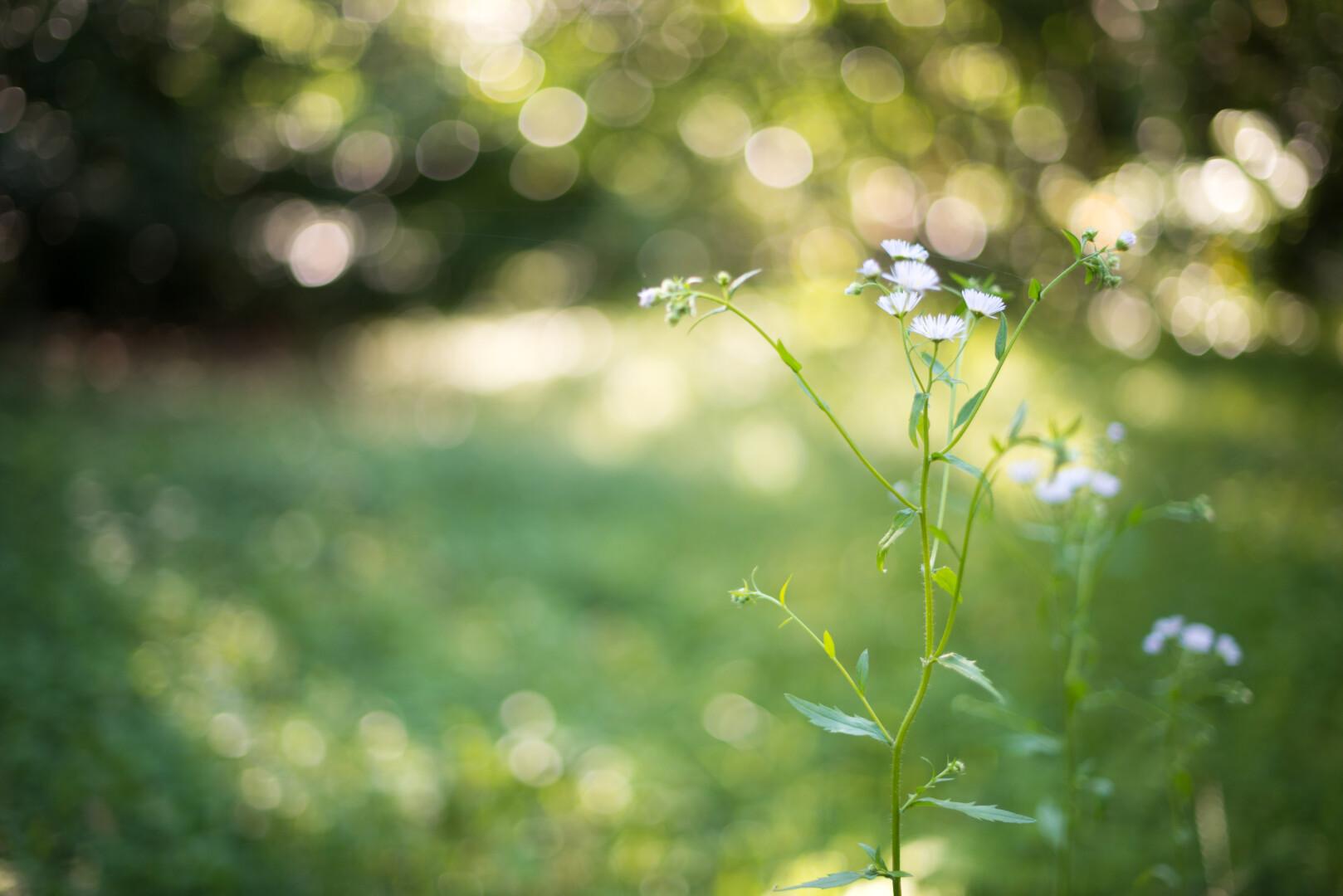 CSRD and ESRS are the two sides of the same picture - but this picture is a flower